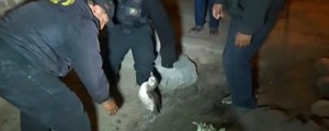 VIDEO: Policija pridržala pingvina