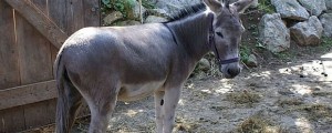 Osla Emila so rešili pred usmrtitvijo