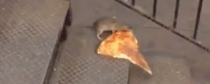 VIDEO: Ko si podgana privošči kos pice