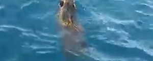 VIDEO: Na odprtem morju je plavala izgubljena divja svinja