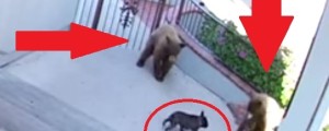 Francoski buldog se je lotil kar dveh medvedov