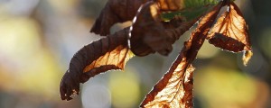 Tudi novembra vremenski rekordi