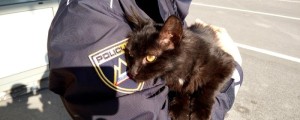 Mejni policisti posvojili mačko