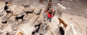Milijonar svoje bogastvo dal za potepuške pse