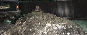 FOTO: Lovec svet prikrajšal za 500-kilogramskega merjasca