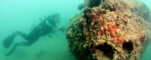 Po desetletjih poskusov prva fotografija tihe žrtve