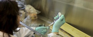 Zdravilo za raka: čeprav je zgodaj, so prvi rezultati obetavni