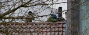Ostrostrelci ubili pristaša Islamske države