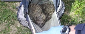 Policisti so jih zasačili, ko so lovili ježe