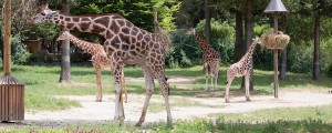 V ljubljanskem živalskem vrtu žalujejo: poslovil se je Reinhold