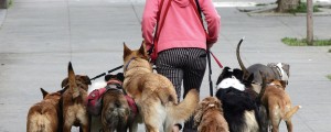 "Odštekan" poklic: življenje sprehajalca psov