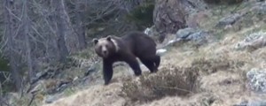 Slovenski medved Rudolf si je privoščil avstrijsko ovco