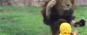 VIDEO: Lev je v dečku videl plen
