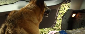 VIDEO: Pred izolsko bolnišnico iz avtomobila reševali psa