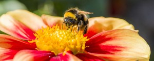 V Franciji prepoved pesticidov, ki škodujejo čebelam