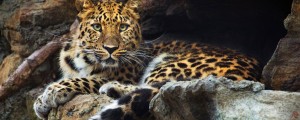 Amurski leopard na robu izumrtja