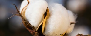 Velikan Monsanto je klonil in se umaknil