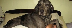 FOTO: Kosmatinci, ki se ne zavedajo svoje velikosti