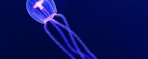 Nesmrtna meduza