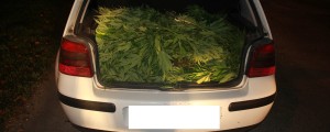 Policisti so odprli prtljažnik in zagledali nekaj zelenega