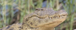 VIDEO: Par v bazenu napadel krokodil