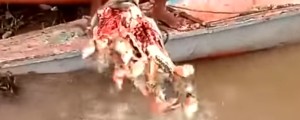 VIDEO: Bikovo glavo v trenutku obrale do kosti