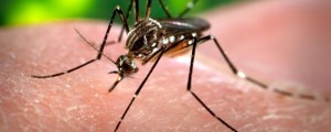 Prvo cepivo proti malariji na voljo že prihodnje leto