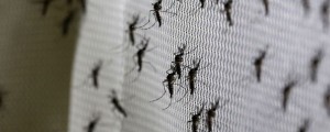 Kateri repelenti proti komarjem sploh delujejo?