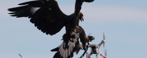VIDEO: Francoska policija uri orle za boj proti dronom