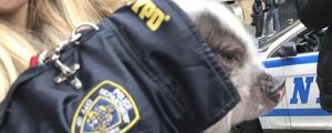 Na ulici opazili pujska v policijski uniformi