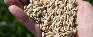 Kaj je (ne)zdravo? Gluten in drugi miti