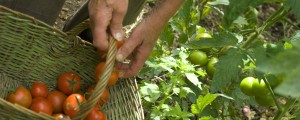 Babica prijateljico uporabila kot gnojilo za paradižnik