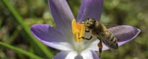 Propolis je največje bogastvo, ki nam ga je dala narava