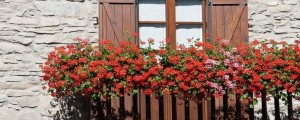 Naj se vaš balkon letos predstavi v najlepših cvetovih