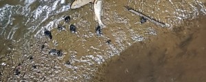 Tojnica po požaru v Kemisu izjemno onesnažena s pesticidi