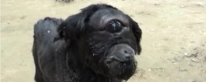 VIDEO: Zgodil se je čudež! Vaščani častijo enooko kozo