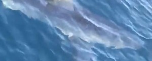 VIDEO: Ob obalah Makarske plaval velik morski pes