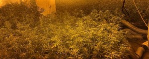 FOTO: Zasegli 1500 sadik in 28 kilogramov posušene konoplje