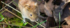 Največji žarišči te virusne bolezni trenutno na območju Idrije in Škofje Loke