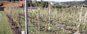 Prve ocene KGZS: Stanje na Dolenjskem in v Posavju še slabše, kot so pričakovali