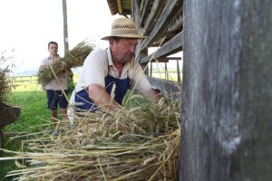 FOTO: V Deželi kozolcev prvič želi pšenico