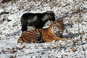 Tiger in kozliček sta se sprla 