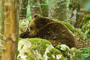 FOTO&#38;AVDIO: Medvedi aktualna tema