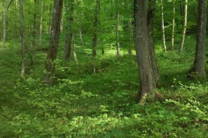 Znani nadzorniki kočevske družbe Slovenski državni gozdovi
