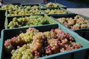 FOTO: V vinogradih pri Malnaričih je veselo