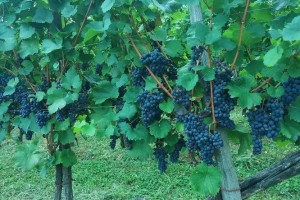 AVDIO: Vinogradniki, pozor na prijavo letošnjega pridelka