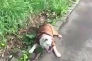 VIDEO: Najsrečnejši pes na svetu?