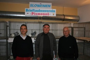 Razstava športnih golobov Alpe - Jadran