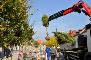 FOTO: Zasaditev prvega drevesa na prenovljenem Glavnem trgu