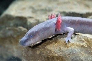 AVDIO: Belokranjska črna človeška ribica med najbolj ogroženimi vretenčarji na planetu